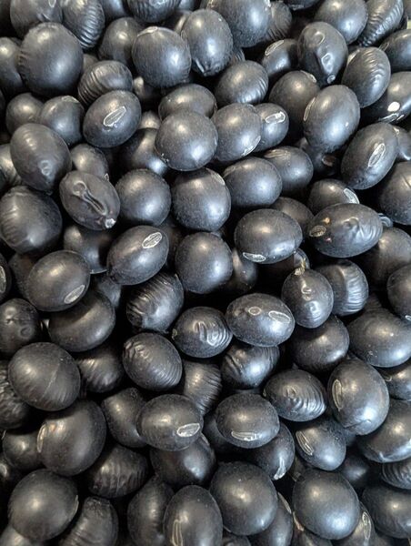 黒豆 500g 北海道産