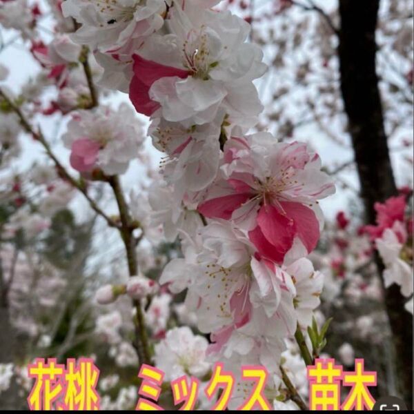 花桃 花もも ミックス 赤ちゃん株 4本 実性苗 花苗