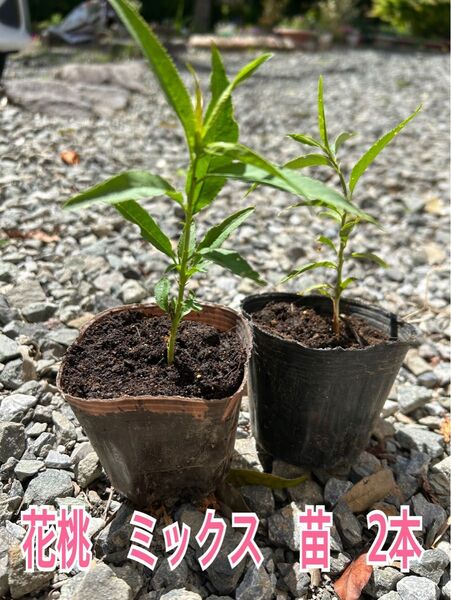 花桃 ミックス 苗 2本 花もも 実性苗 花苗