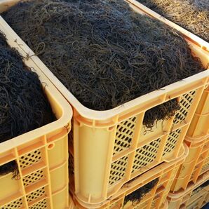 【ミネラル豊富】 ◇◆もずく◆◇ ※すぬい※ 沖縄県産太もずく 塩蔵1パック (塩もずく) 【送料無料・匿名配送】