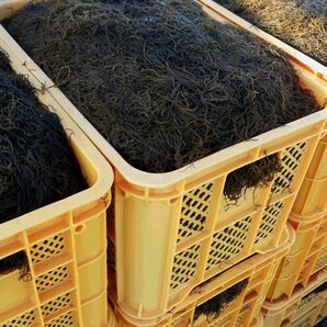 【ミネラル豊富】 ◇◆もずく◆◇ ※すぬい※ 沖縄県産太もずく 塩蔵1パック (塩もずく) 【送料無料・匿名配送】