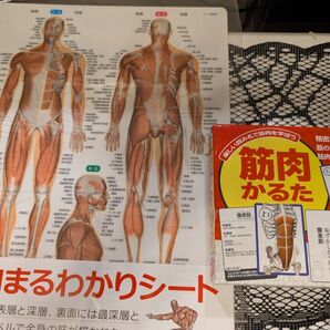 筋肉かるた&筋肉まるわかりシート 2点セット