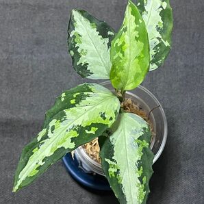 アグラオネマ Aglaonema 白戦車 Ver. 福間