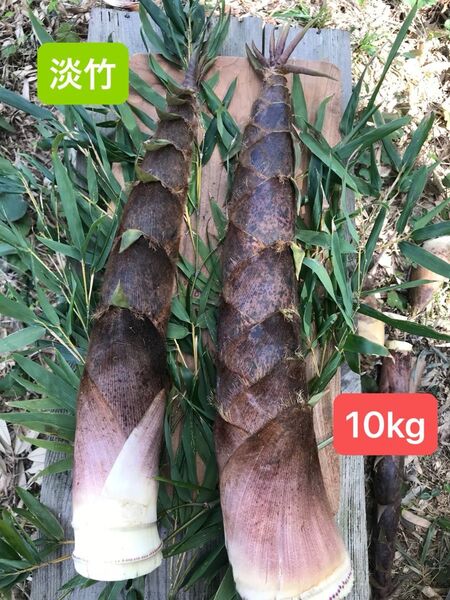 アクが少なくて美味しい! 福岡県産 淡竹 (10kg)完全無農薬。当日発送。説明文を必ずお読みください。