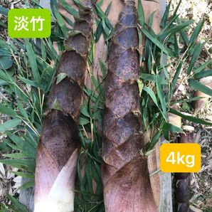 アクが少なくて美味しい! 福岡県産 淡竹 (4kg)完全無農薬。当日発送。説明文を必ずお読みください。
