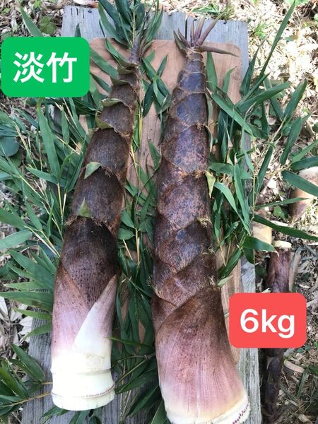 アクが少なくて美味しい! 福岡県産 淡竹 (6kg)完全無農薬。当日発送。説明文を必ずお読みください。