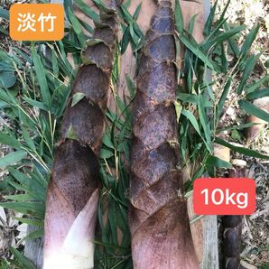 アクが少なくて美味しい! 福岡県産 淡竹 (10kg)完全無農薬。当日発送。説明文を必ずお読みください。