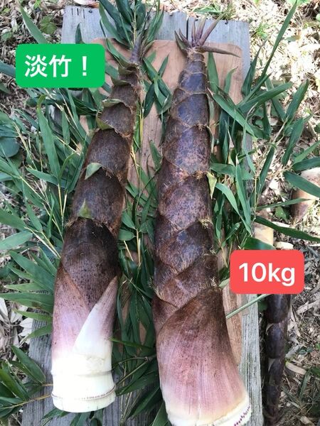 アクが少なくて美味しい! 福岡県産 淡竹 (10kg)完全無農薬。当日発送。説明文を必ずお読みください。