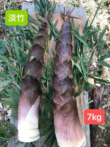 アクが少なくて美味しい! 福岡県産 淡竹 (7kg)完全無農薬。当日発送。説明文を必ずお読みください。