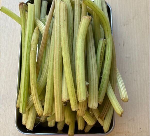 農薬:栽培期間中不使用 ふき 野菜 1kg キャラブキにも