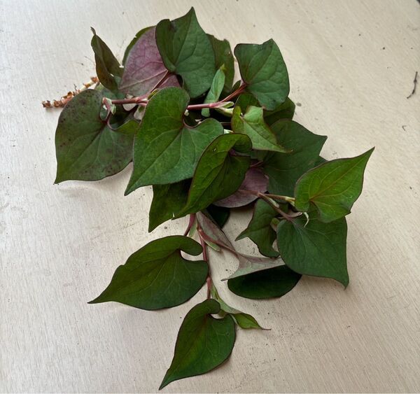 農薬:栽培期間中不使用 どくだみ 1kg