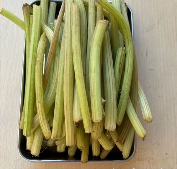 農薬:栽培期間中不使用 ふき 野菜 宅急便コンパクトいっぱい