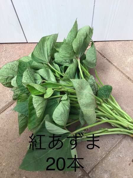 さつまいも切り苗 紅あずま20本