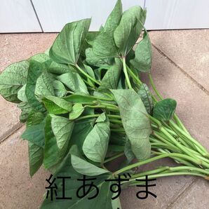 さつまいも切り苗 紅あずま20本