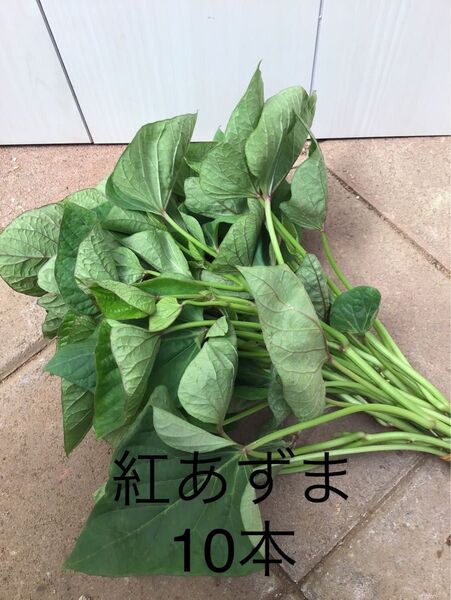 さつまいも切り苗 紅あずま 10本