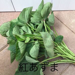 さつまいも切り苗 紅あずま10本