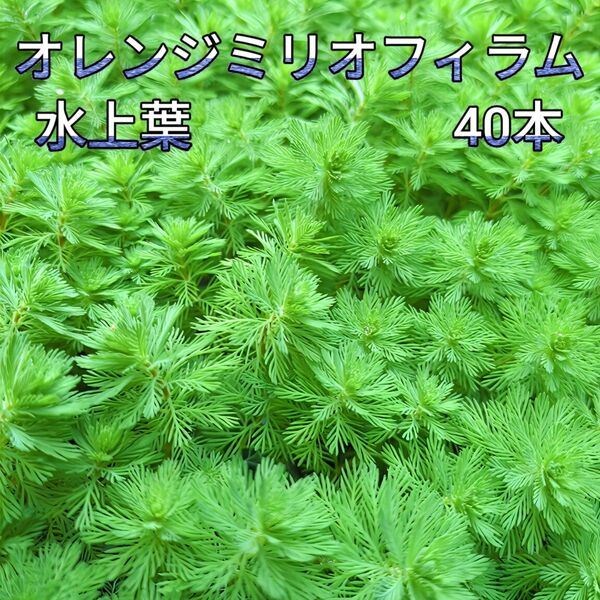 オレンジ ミリオフィラム 水上葉 40本 【ネコポス発送】