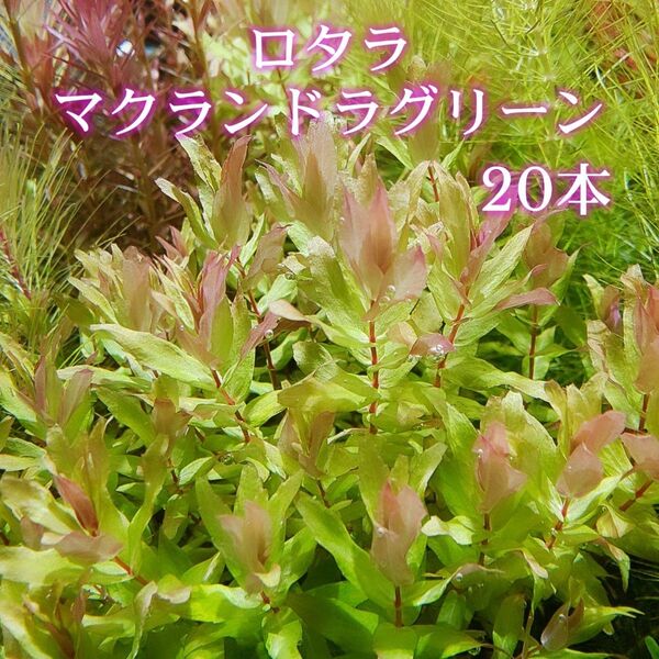 ロタラマクランドラグリーン 20本 【ネコポス発送】