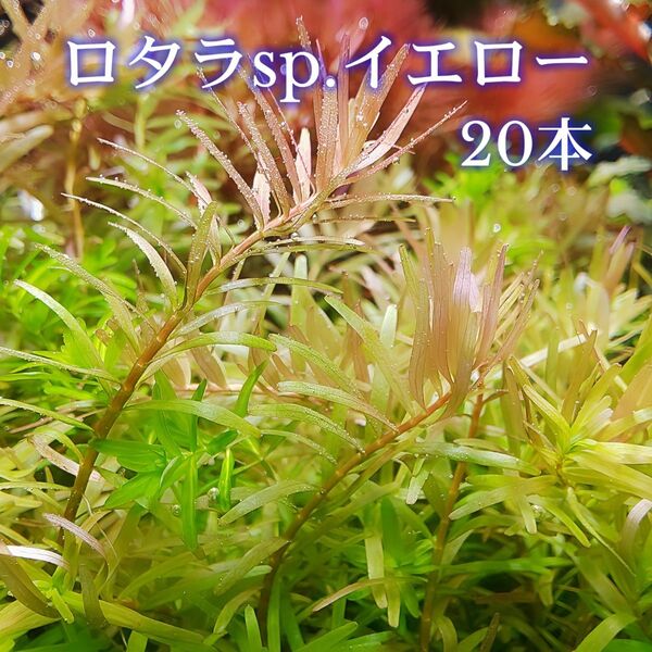ロタラsp.イエロー 20本 【ネコポス発送】