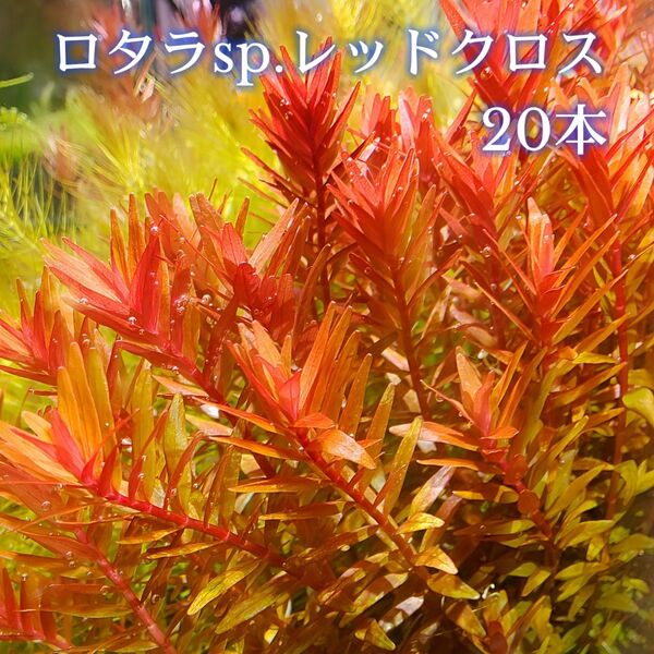 ロタラsp.レッドクロス 20本 【ネコポス発送】