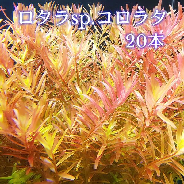ロタラsp.コロラタ 20本 【ネコポス発送】