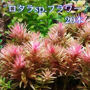 ロタラ sp. フラワー 20本 【ネコポス発送】
