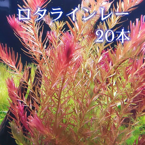ロタラインレー 20本 【ネコポス発送】