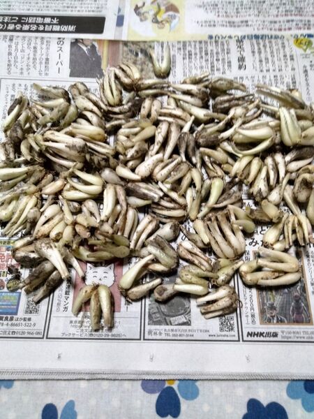 らっきょう(こども)
