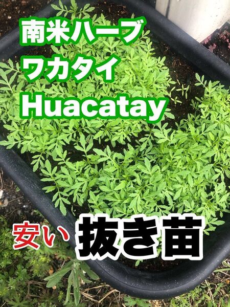 ★抜き苗★ Huacatay ワカタイ ハーブ 苗 南米 ソースに 小さな苗を6本