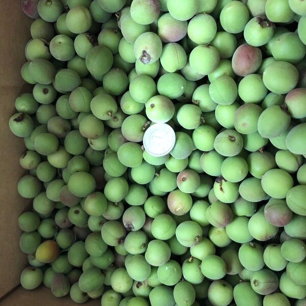 南信州産ミ二小梅 箱入4.5kg