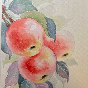 水彩画 原画 花果物風景画