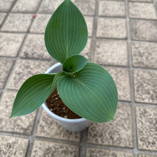 ホスタ ハルシオン新芽一株