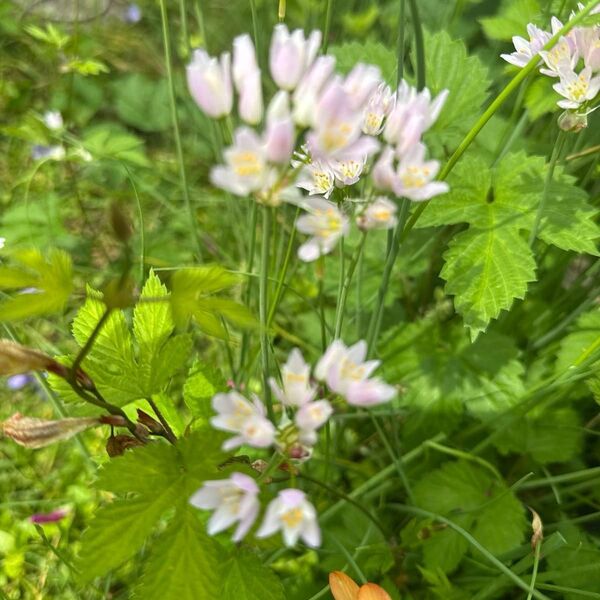 花持ちの良いアリウムコワニー 20球