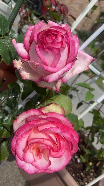 バラ苗 切り花品種