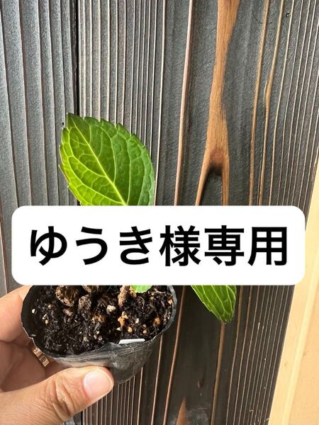 アジサイ苗 加茂セレクション