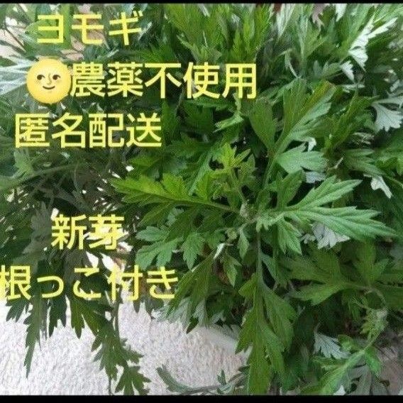 よもぎ 抜き苗 10本 栽培期間中農薬不使用 ネコポス満タン