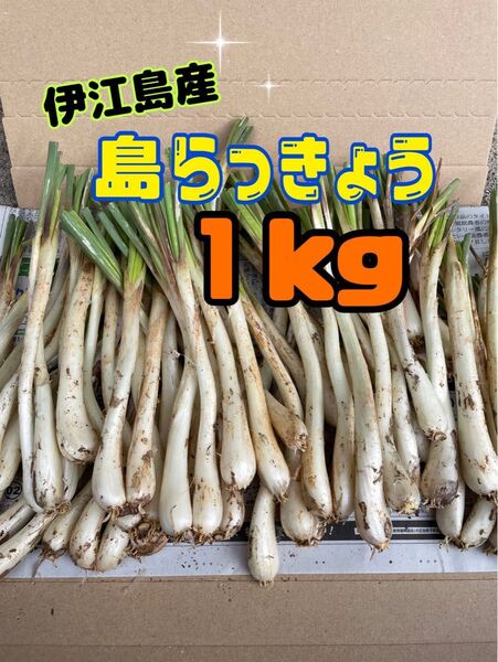 沖縄 伊江島産 島らっきょう 1キロ
