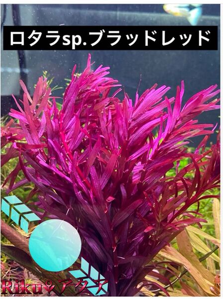 ロタラ ブラッドレッド(10本)水中葉
