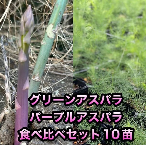 アスパラ 5種類 苗 食べ比べセットアスパラガス 株 10苗 恋むらさき 紫アスパラ グリーンアスパラ ウェルカム