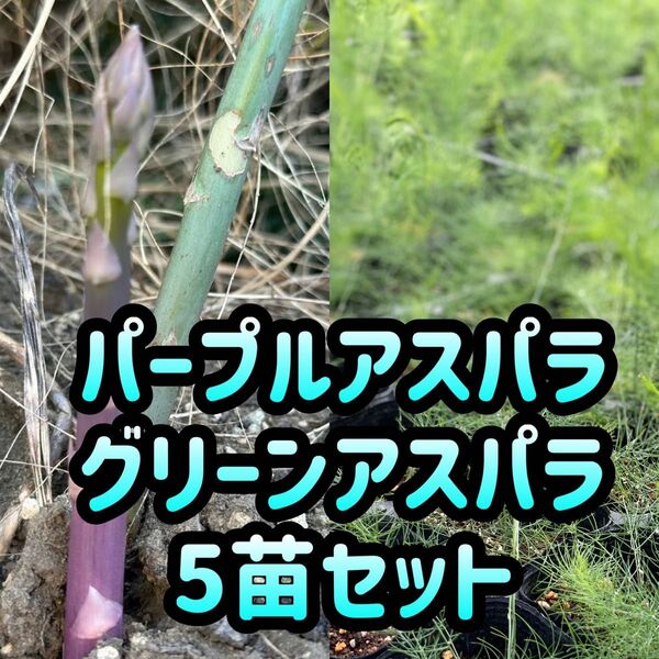 アスパラ 4種類 苗 食べ比べセットアスパラガス 株 5苗 紫アスパラ グリーンアスパラ ウェルカム