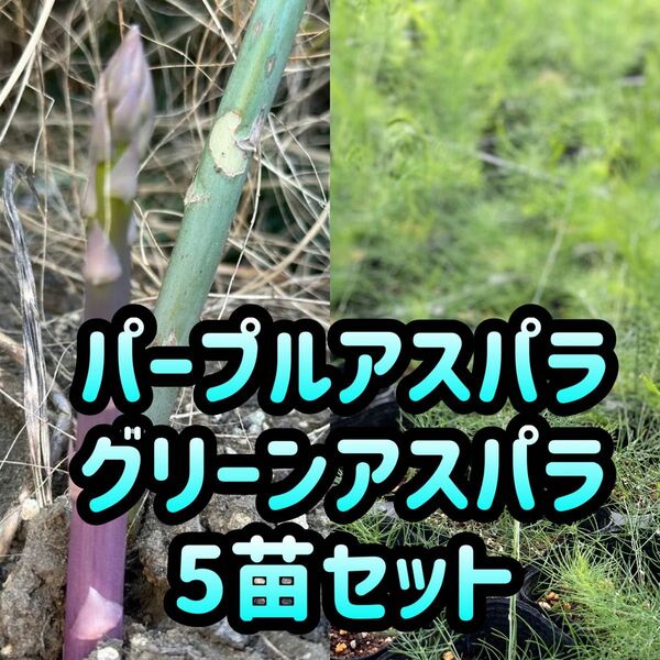 アスパラ 3種類 苗 食べ比べセットアスパラガス 株 5苗 紫アスパラ グリーンアスパラ ウェルカム