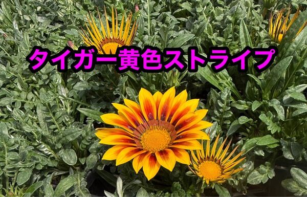 花 苗 ガザニア 苗物 10.5センチ 12ポットセット 季節のガーデニング
