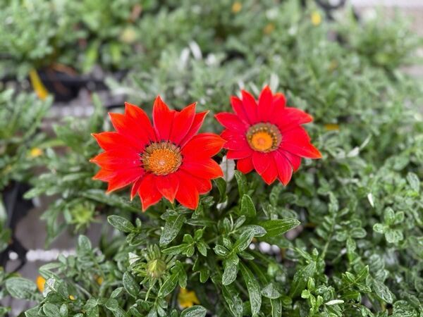 花 苗 ガザニア 苗物 10.5センチ 12ポットセット ミックス 季節のガーデニング