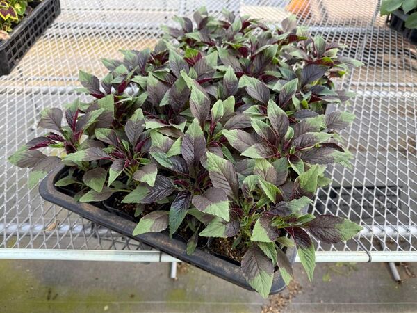 花 苗 アマランサス トリカラー 葉げいとう 苗物 10.5センチ 12ポットセット ミックス 季節のガーデニング