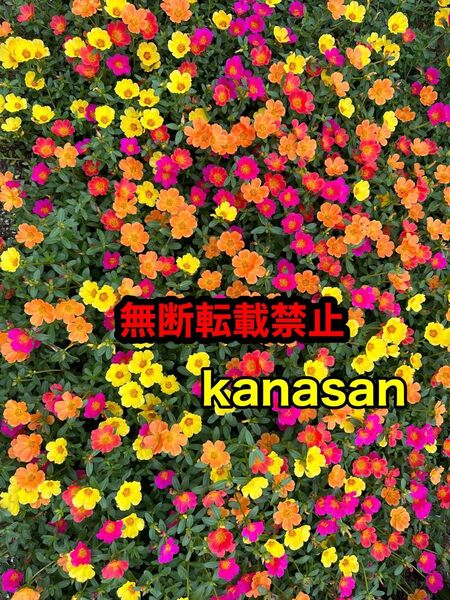ポーチュラカ MIX穂 100本 花 季節の花 さし穂