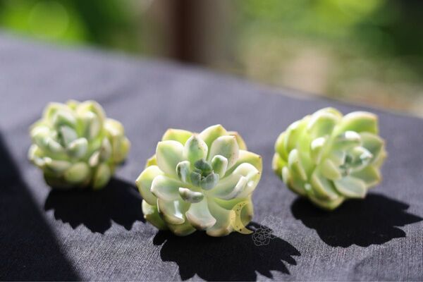 【お値下げしました!】ピンクプリティ錦 抜き苗 多肉植物 エケベリア グラプトベリア