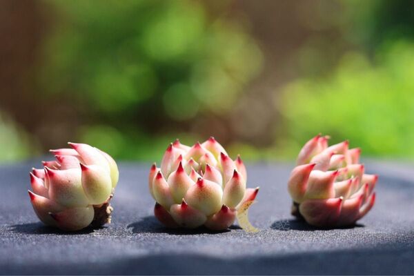 【セール】コロラータ 抜き苗 写真より発根してます 多肉植物 抜き苗 韓国