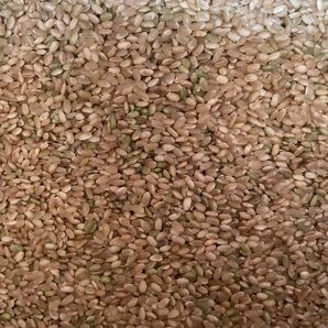 くず米20kg 6年産 青米 白米 小米 肥料 鳥の餌 飼料米 玄米 お得 安い おすすめ 選別 岩手県産 小動物