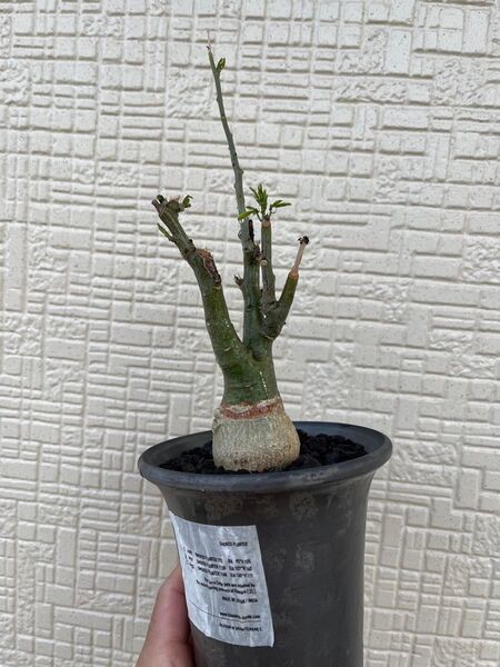 アデニア グラウカ 実生株 鉢ごと 芽吹あり