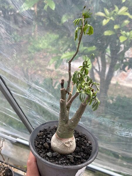 アデニア グラウカ 実生株 鉢ごと
